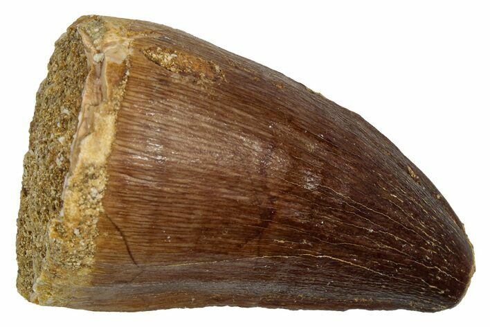 Fossil Mosasaur (Thalassotitan) Tooth - Morocco #345166